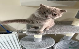 Scottish Fold cats for sale: Scottish Fold - Image 6