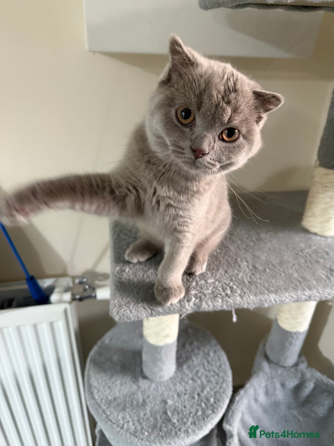 Scottish Fold cats for sale: Scottish Fold - Image 6