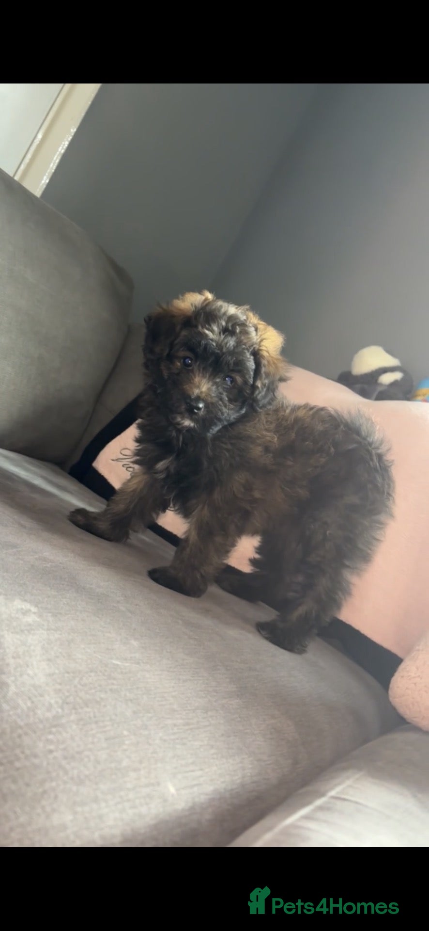 Mixed Breed dogs 2 girls💖 available now!! - Advert 4