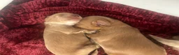 Cockapoo dogs for sale: Stunning little cockapoo puppies in Falkirk - Advert 6