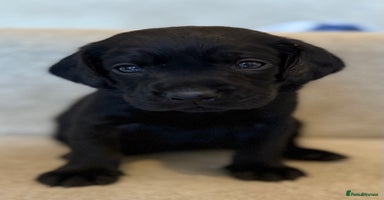 Labrador Retriever dogs - Advert 11