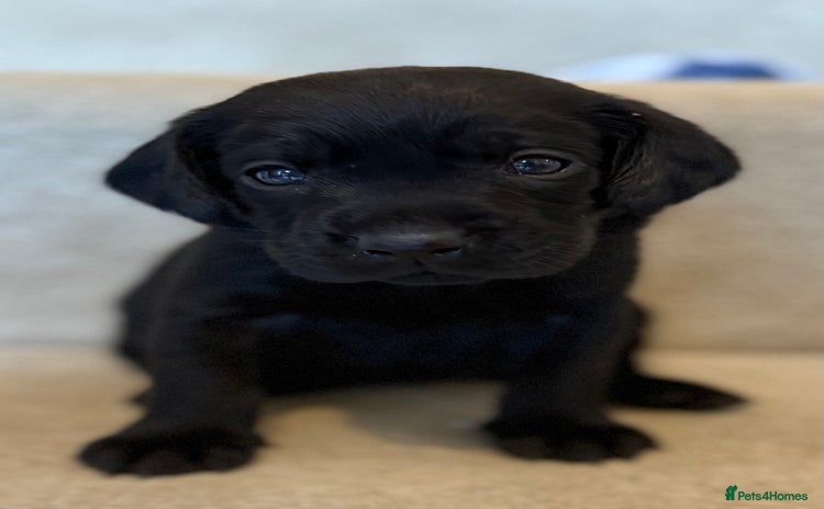 Labrador Retriever dogs - Advert 1