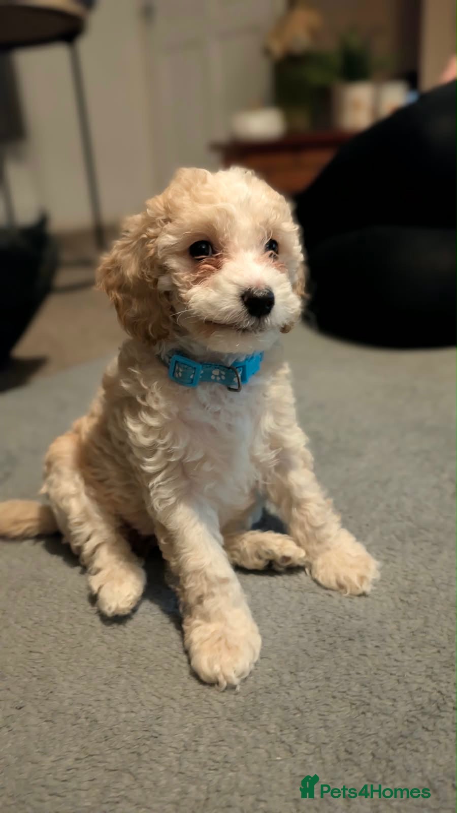 Cockapoo dogs Cockapoo’s. Can leave now  🙂 - Advert 2