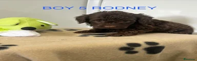 Cockapoo 4