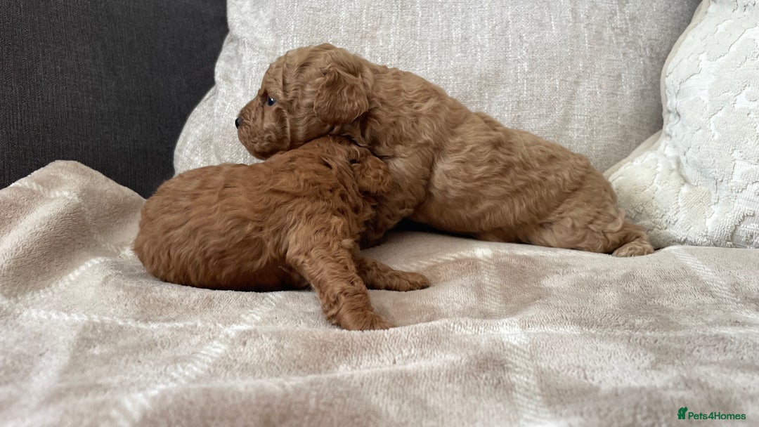 Cockapoo dogs for sale: Tiny cockapoo puppy’s  - Image 4