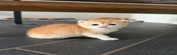 British Shorthair cats for sale: GCCF reg BSH Chocolate and Blue Golden Kittens - Advert 4