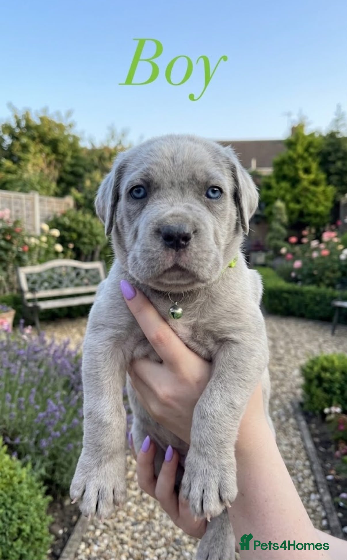 Cane Corso dogs Stunning Cane Corso Puppies for Sale - Advert 2