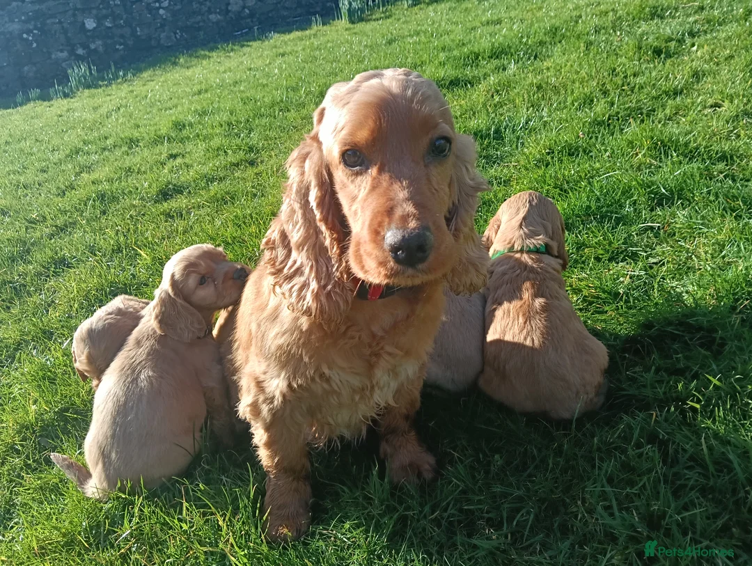 Cocker Spaniel dogs for sale: Quality Golden Show Type Cocker Spaniel puppies - Advert 2