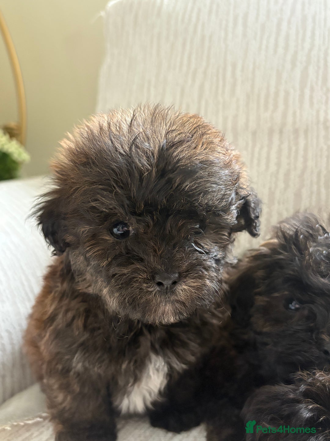 Mixed Breed dogs for sale: Shih-Poo or Shoodle - Image 22