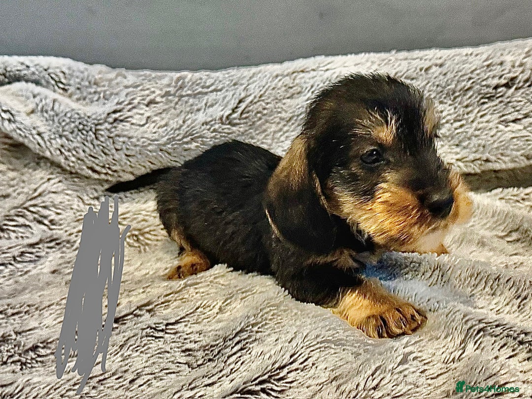 Dachshund dogs for sale: wirehaired dachshunds (teckels) - Image 6