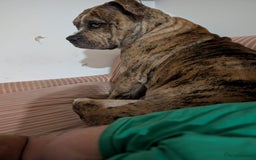 Mixed Breed dogs for sale: Mabel  - Image 4