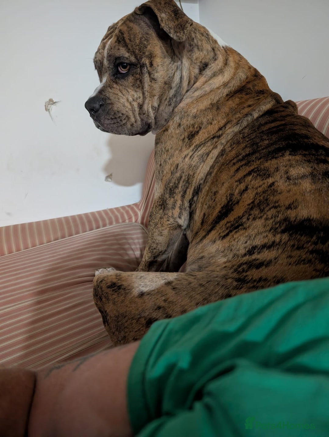 Mixed Breed dogs for sale: Mabel  - Image 4