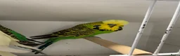 Budgerigars birds for sale: English budgies - Advert 4