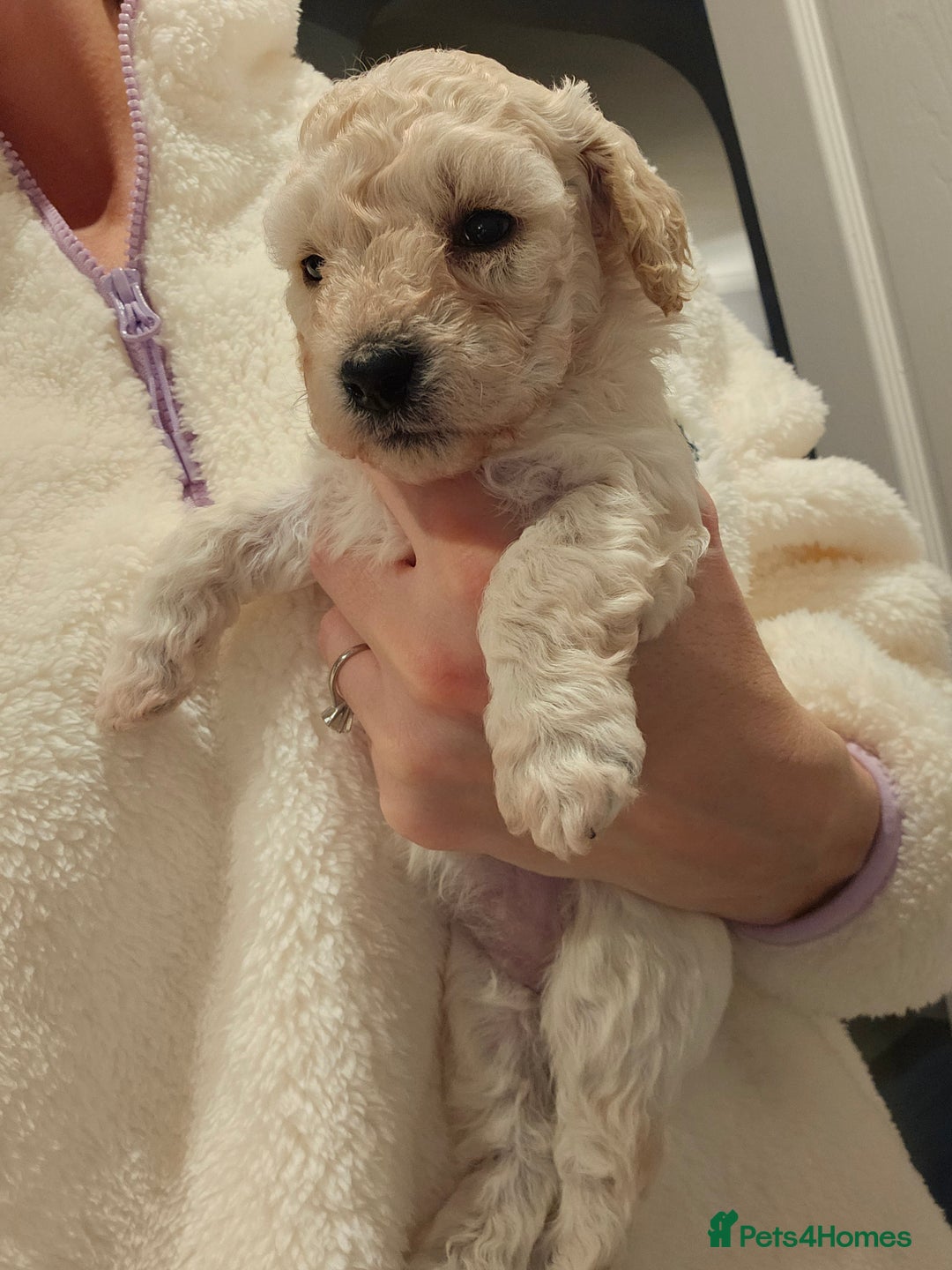 Poochon dogs for sale: Poochon pups ready 11.1.26 - Advert 5