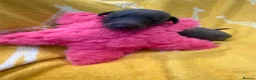 Whippet dogs for sale: Stunning kc reg blue whippet pups  - Advert 20