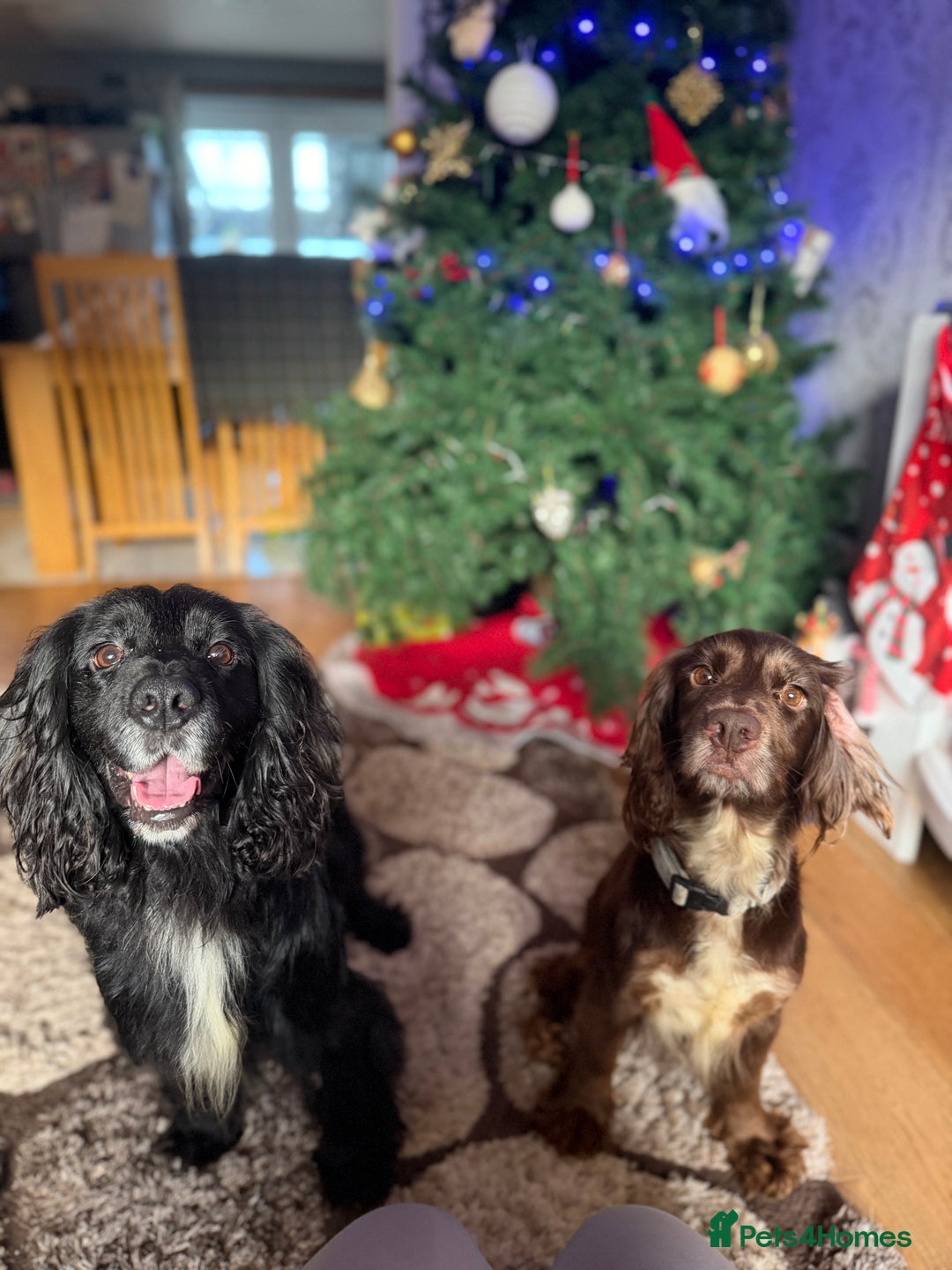 Cocker Spaniel dogs for sale: Cocker Spaniel Merle Puppies  - Advert 4