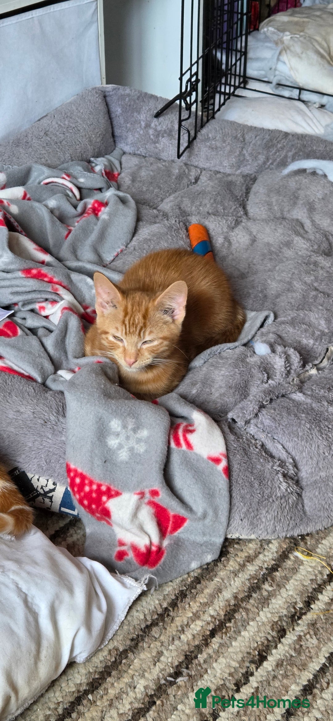 Mixed Breed cats for sale: Loving new home wanted  - Advert 5