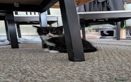 Mixed Breed cats for sale: 4 beautiful kittens for sale  - Image 11