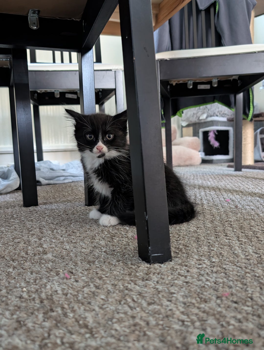 Mixed Breed cats for sale: 4 beautiful kittens for sale  - Image 11