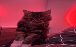 Maine Coon cats for sale: Maincoon x tabby cat  - Image 3