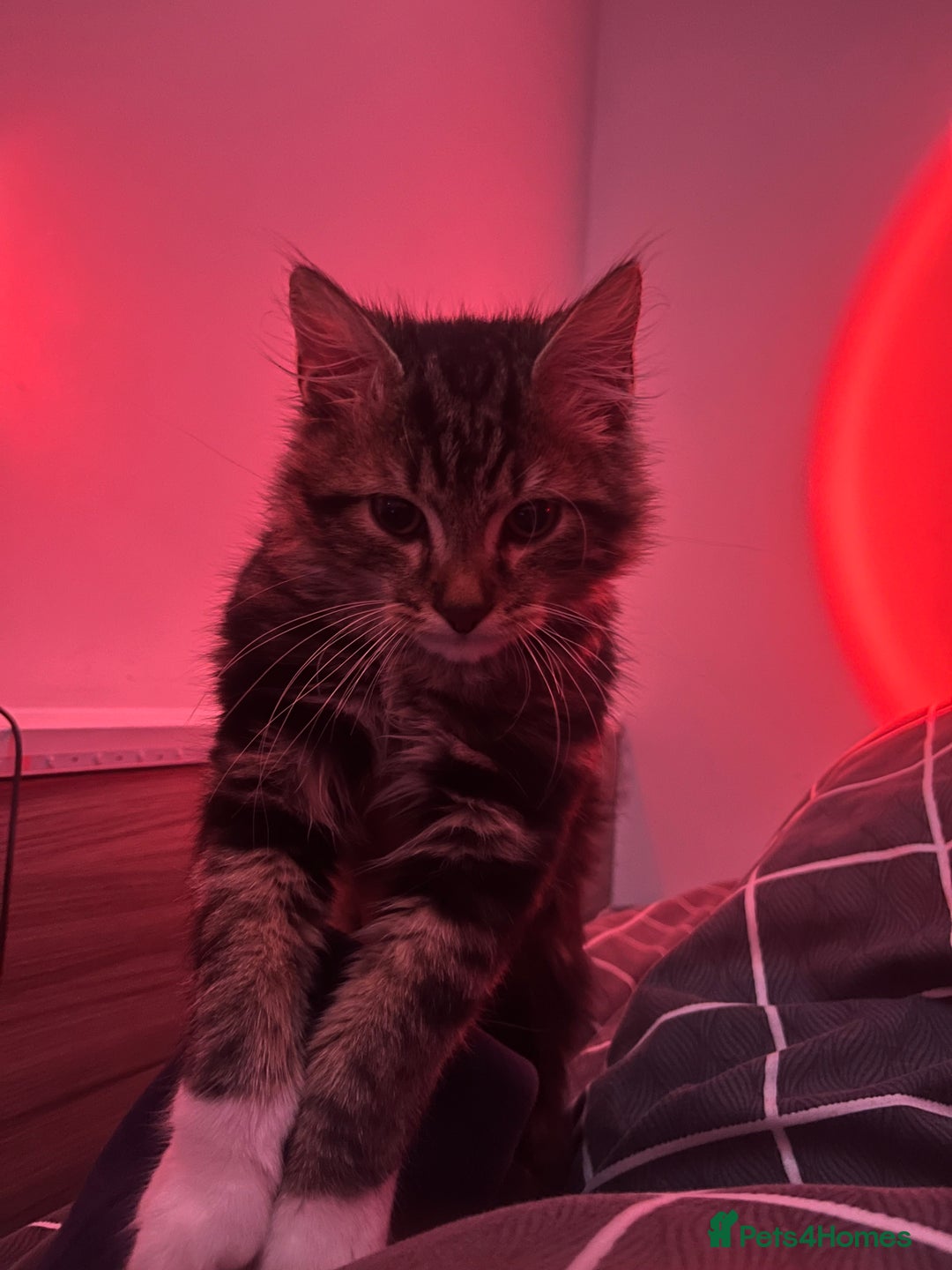 Maine Coon cats for sale: Maincoon x tabby cat  - Image 3