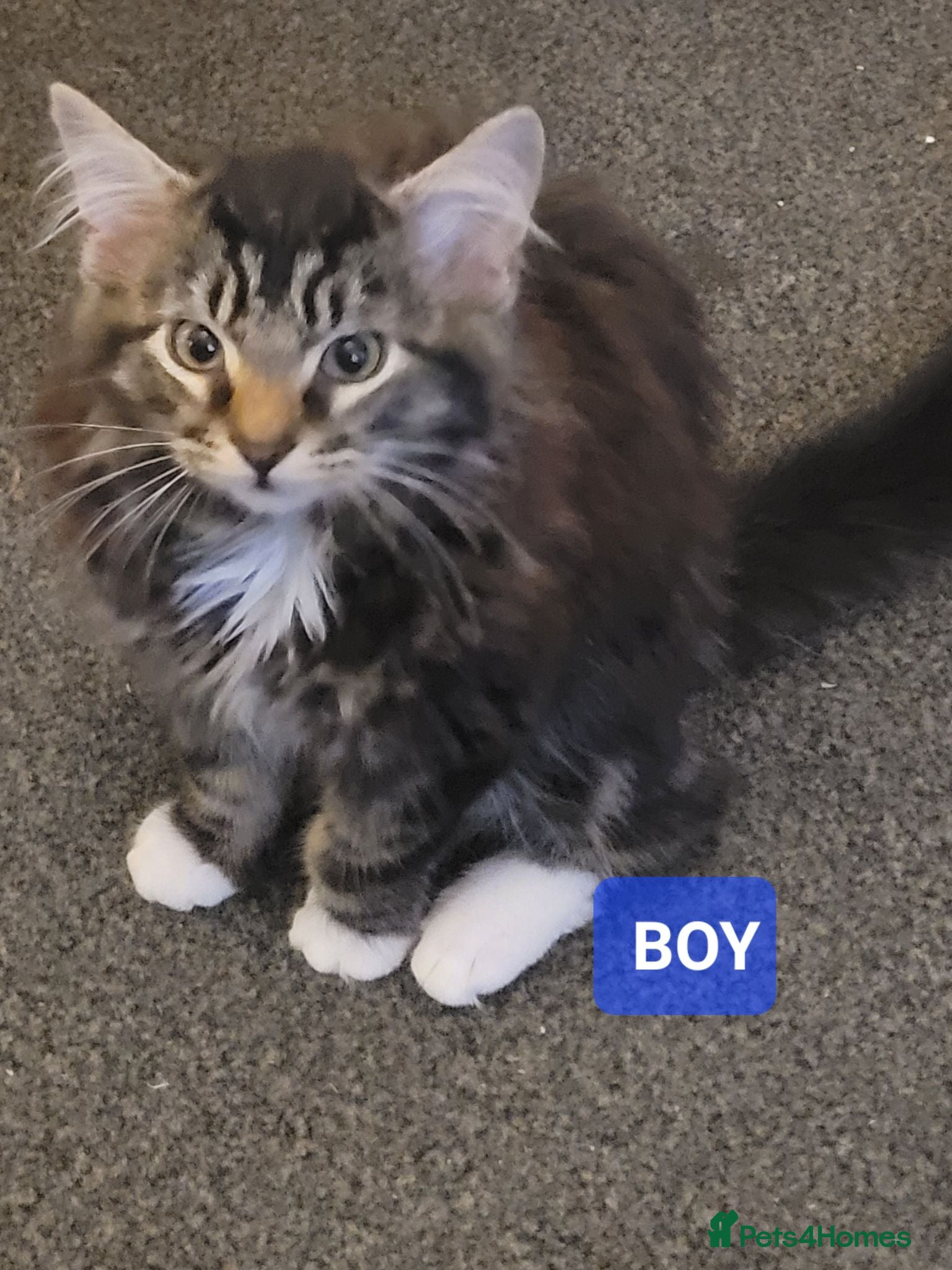 Mixed Breed cats Mixed tabby with maincoon  - Advert 14