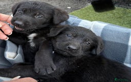 Sprocker dogs for sale: Sprockers  - Image 6