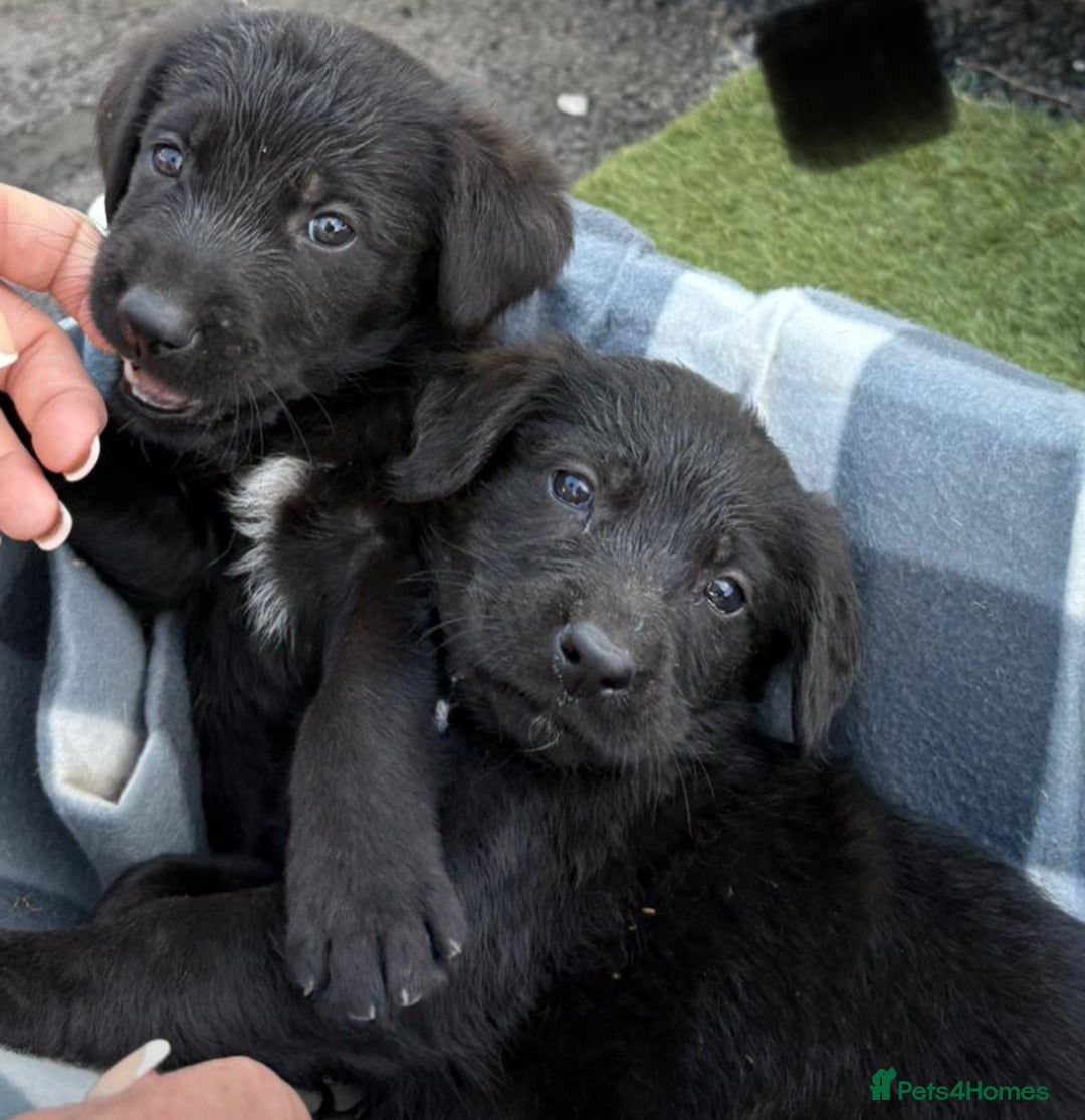 Sprocker dogs for sale: Sprockers  - Image 6