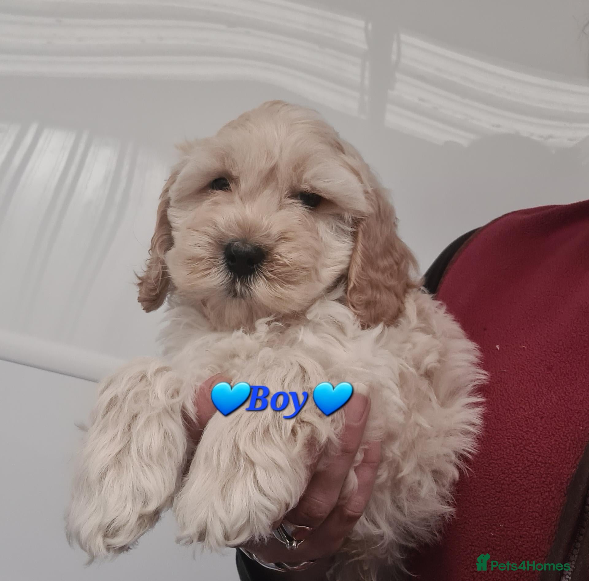 Cockapoo dogs Gorgeous F1 Cockapoos-Ready Now - Advert 2