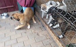 Mixed Breed dogs for adoption: Meet Little BEAR, a Lovely but naughty Boy... - Image 12