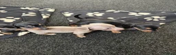 Miniature Dachshund dogs for sale: 5 miniature dacshunds puppies  - Advert 11