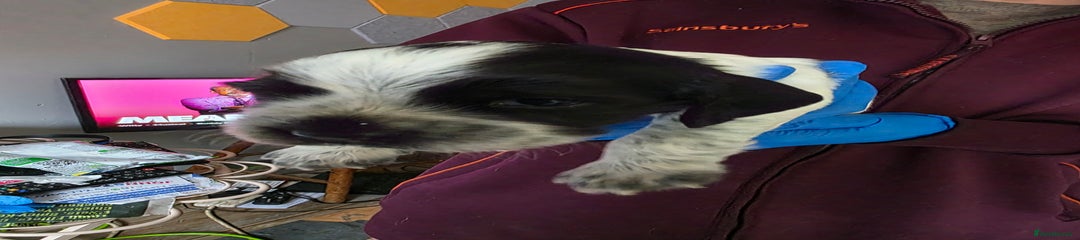 Cocker Spaniel Puppy 5