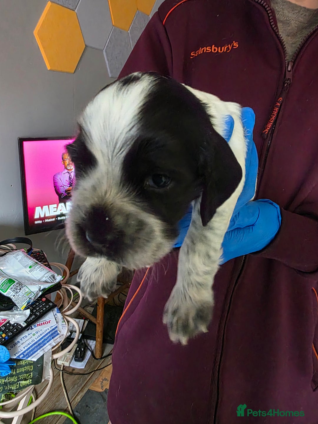 Cocker Spaniel dogs for sale: Beautiful cocker spaniel pups - Image 6