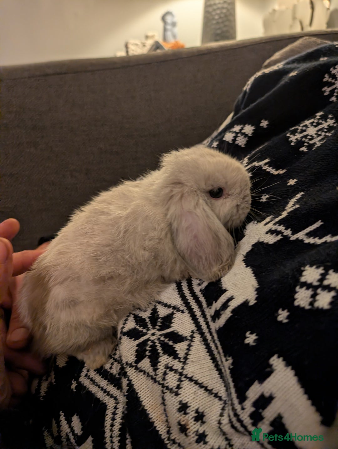Mini Lop rabbits for sale: Mini Lops £70  - Advert 8