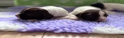 English Springer Spaniel dogs for sale: English Springer Spaniel Pups - Advert 12