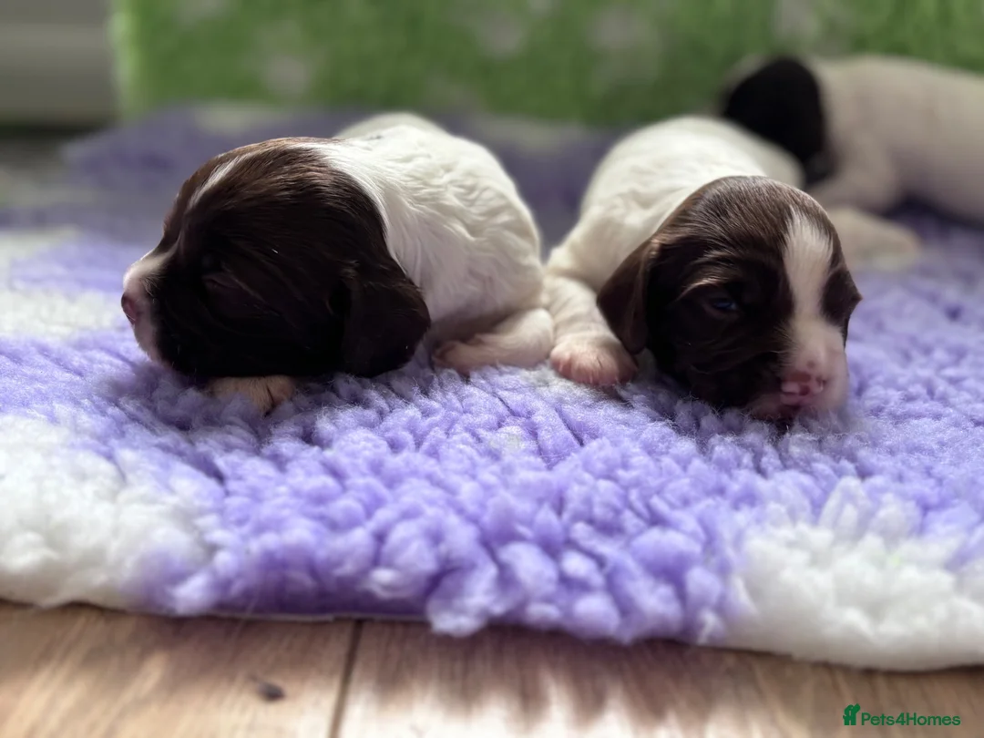 English Springer Spaniel dogs for sale: English Springer Spaniel Pups - Advert 12