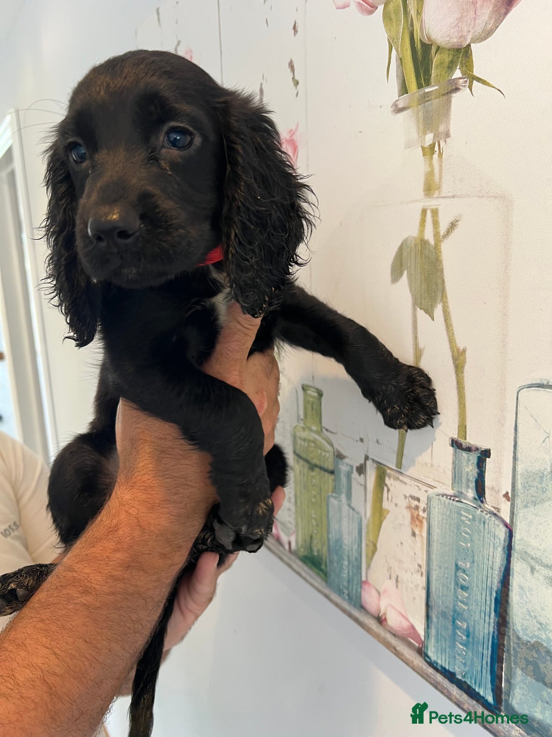 Cocker Spaniel dogs for sale: Fully health tested/champion bloodlines - Image 13