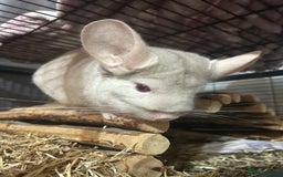 Chinchilla rodents for sale: Two female chinchillas and cage  - Image 5