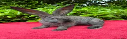 Continental Giant rabbits for sale: Vaccinated Continental Giant Rabbits - Advert 1