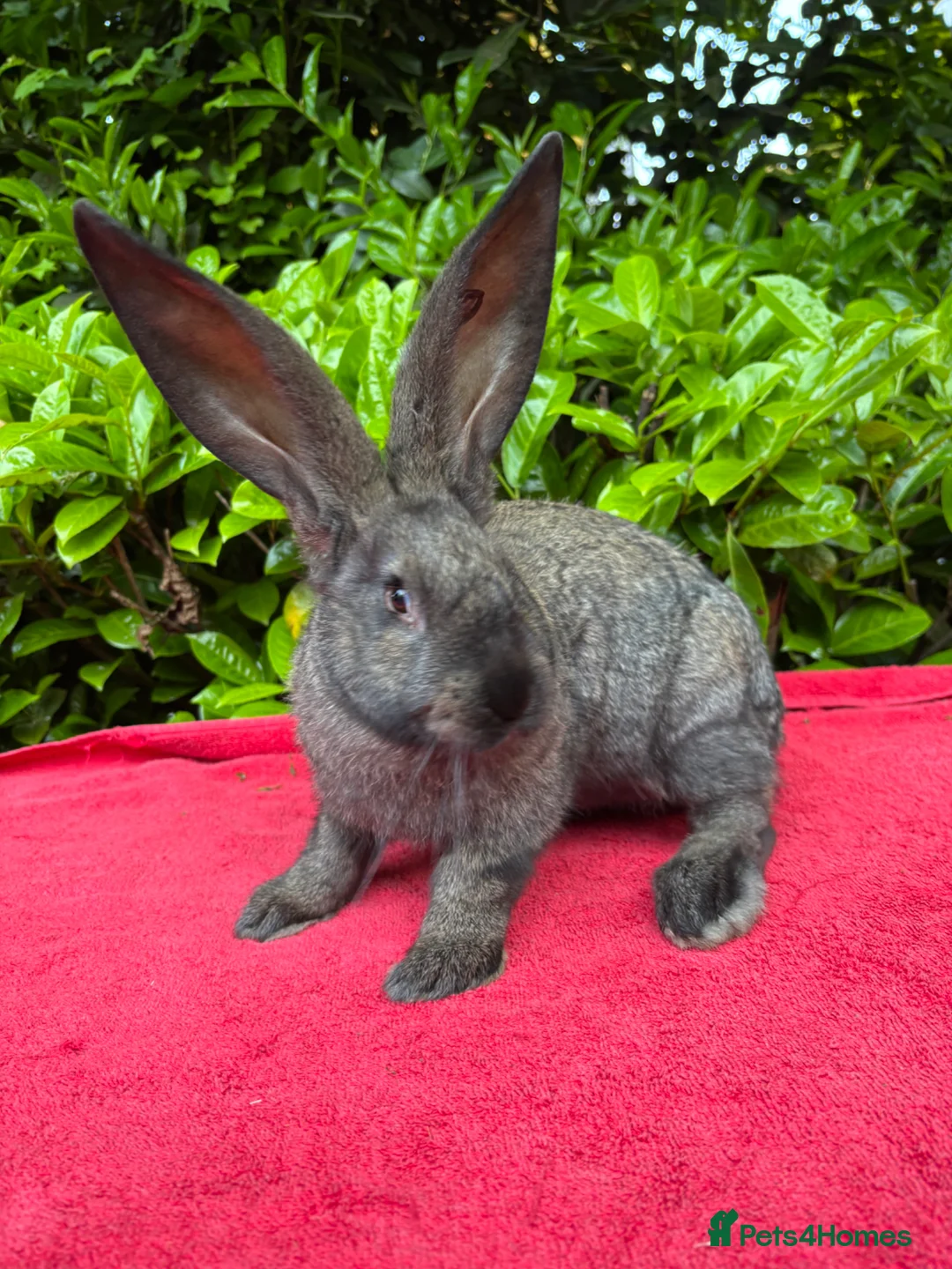 Continental Giant rabbits for sale: Vaccinated Continental Giant Rabbits - Advert 1