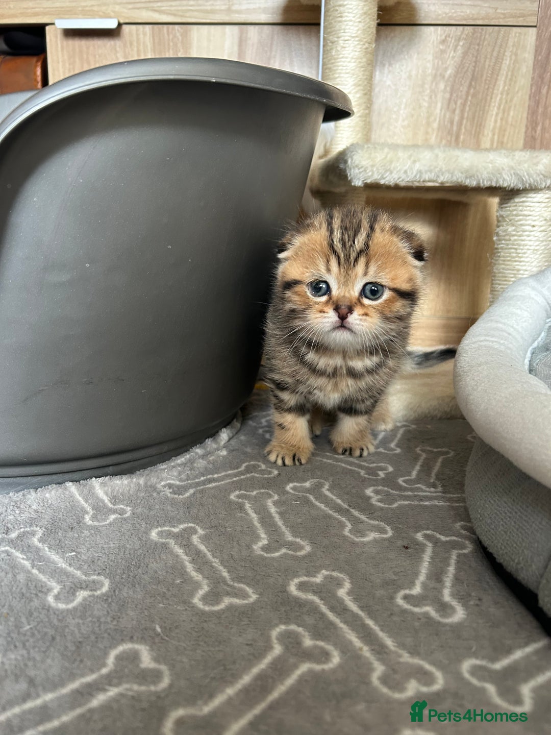 Scottish Fold cats for sale: Pure breed SCOTTISH FOLD - Image 27