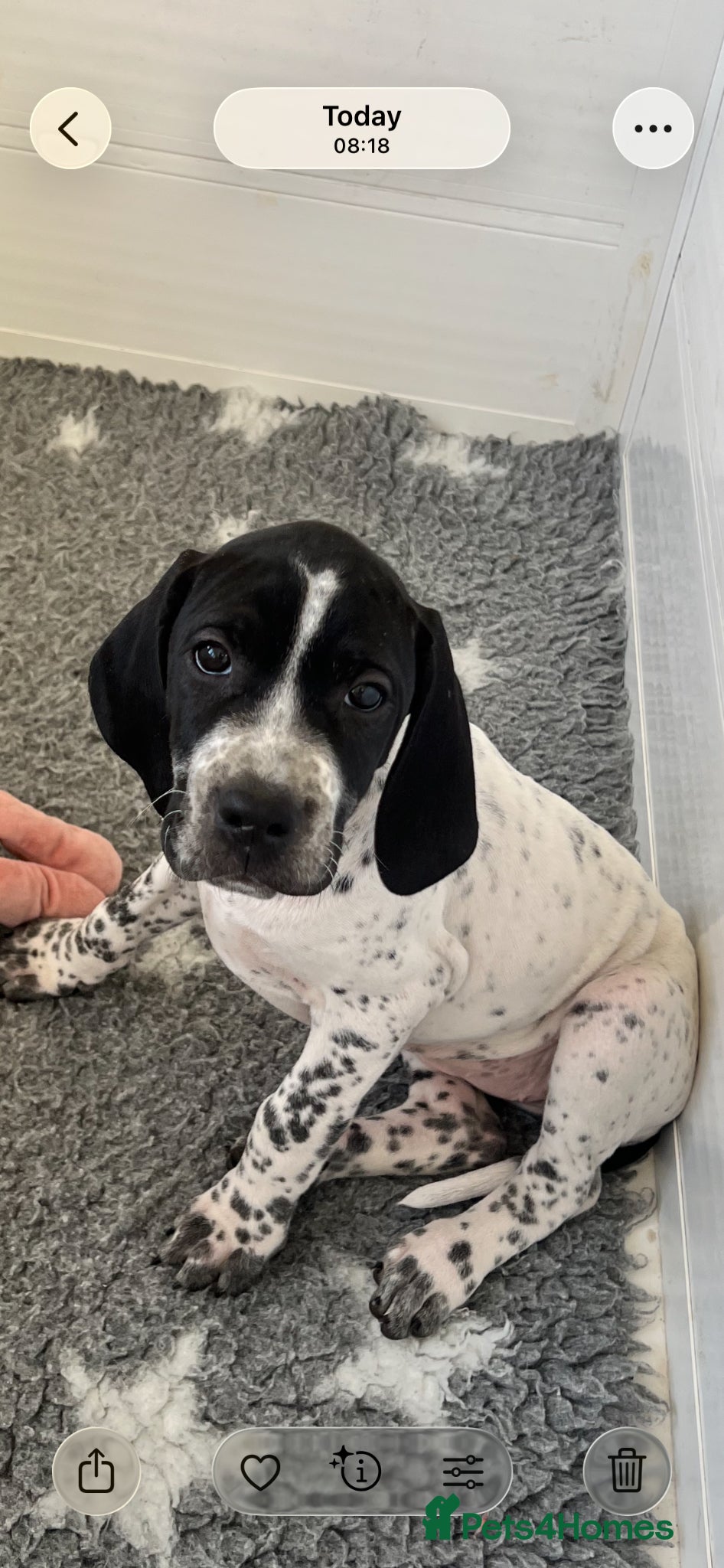 Pointer dogs Beautiful Pointer puppies  - Advert 1