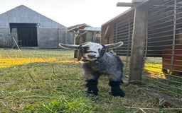Goats livestock for sale: Three Pygmy goat kids looking for homes  - Image 6