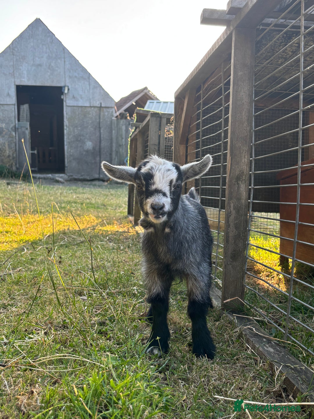 Goats livestock for sale: Three Pygmy goat kids looking for homes  - Image 6