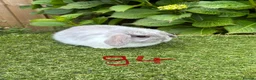 Mini Lop rabbits for sale: Pure bred mini lops baby rabbits. - Advert 14