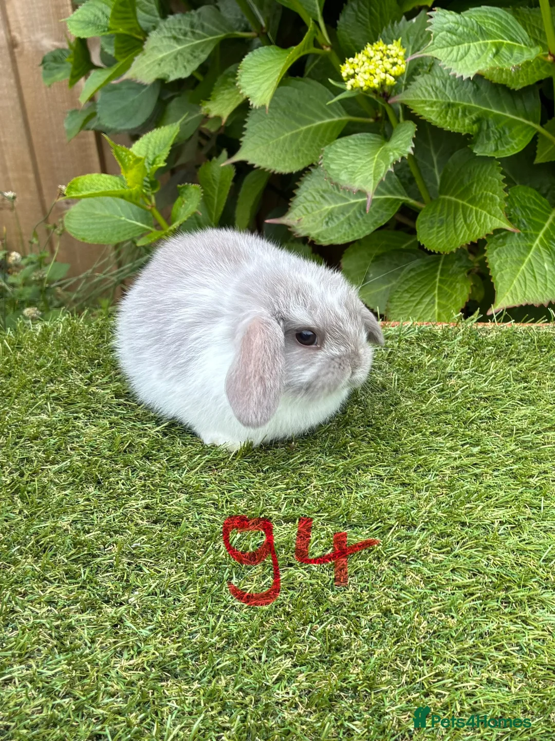 Mini Lop rabbits for sale: Pure bred mini lops baby rabbits. - Advert 14