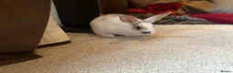 Mixed Breed rabbits for sale: Bunnies for sale  - Advert 8