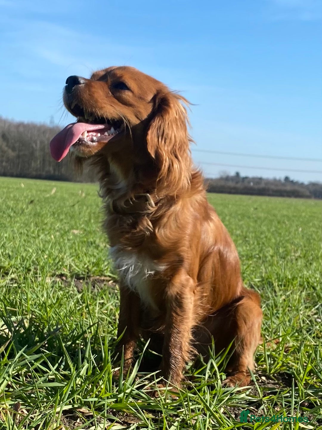 Cavapoo dogs for stud: Cavapoo available for stud  - Advert 4