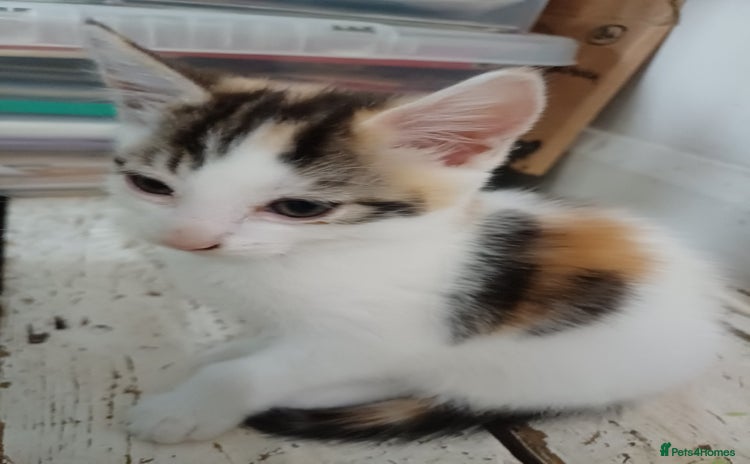 Domestic Shorthair cats - Advert 2