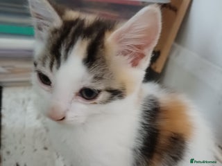 Domestic Shorthair cats - Advert 7